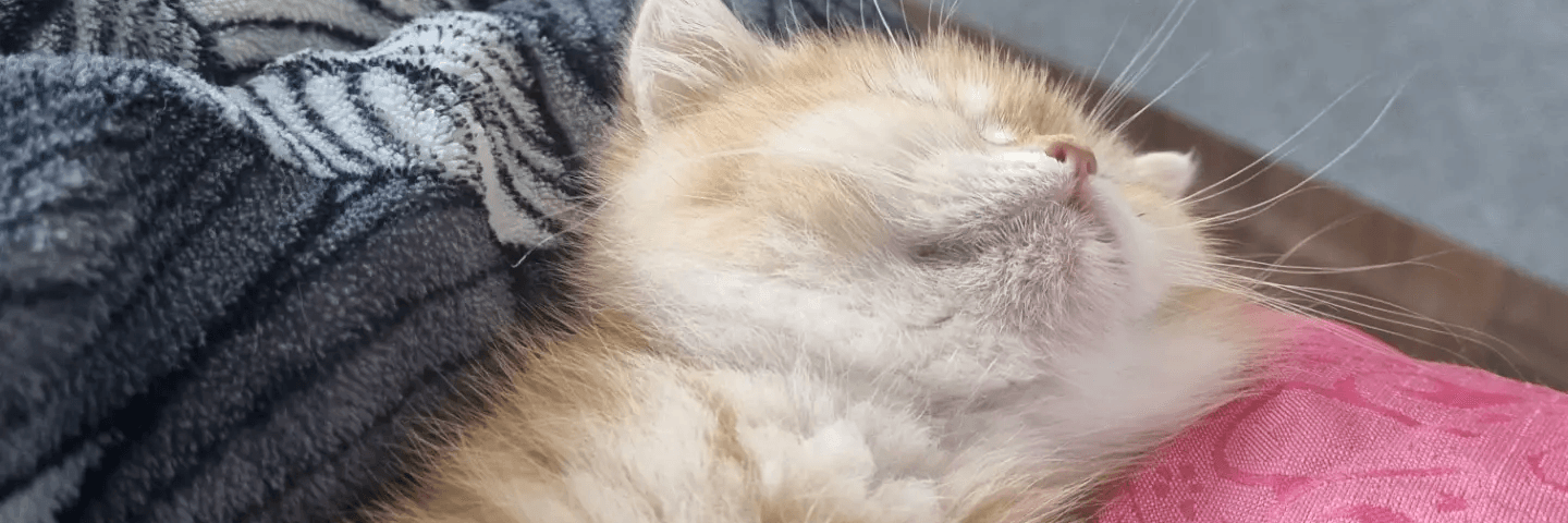 Profile Banner