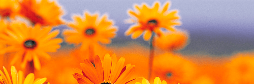 Profile Banner