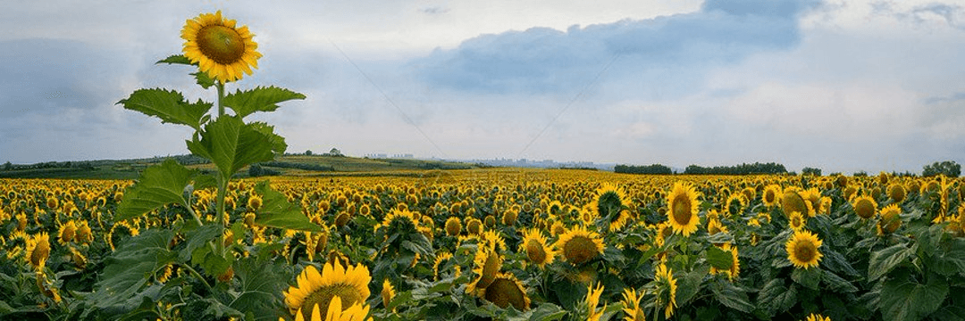 Profile Banner
