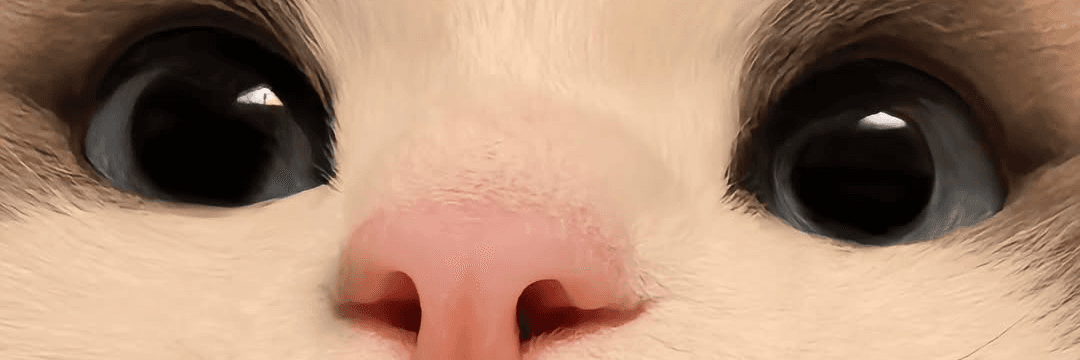 Profile Banner