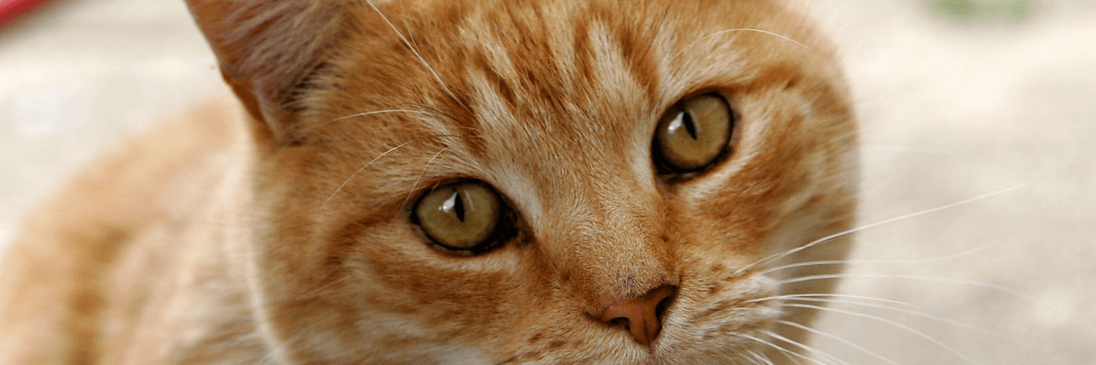 Profile Banner