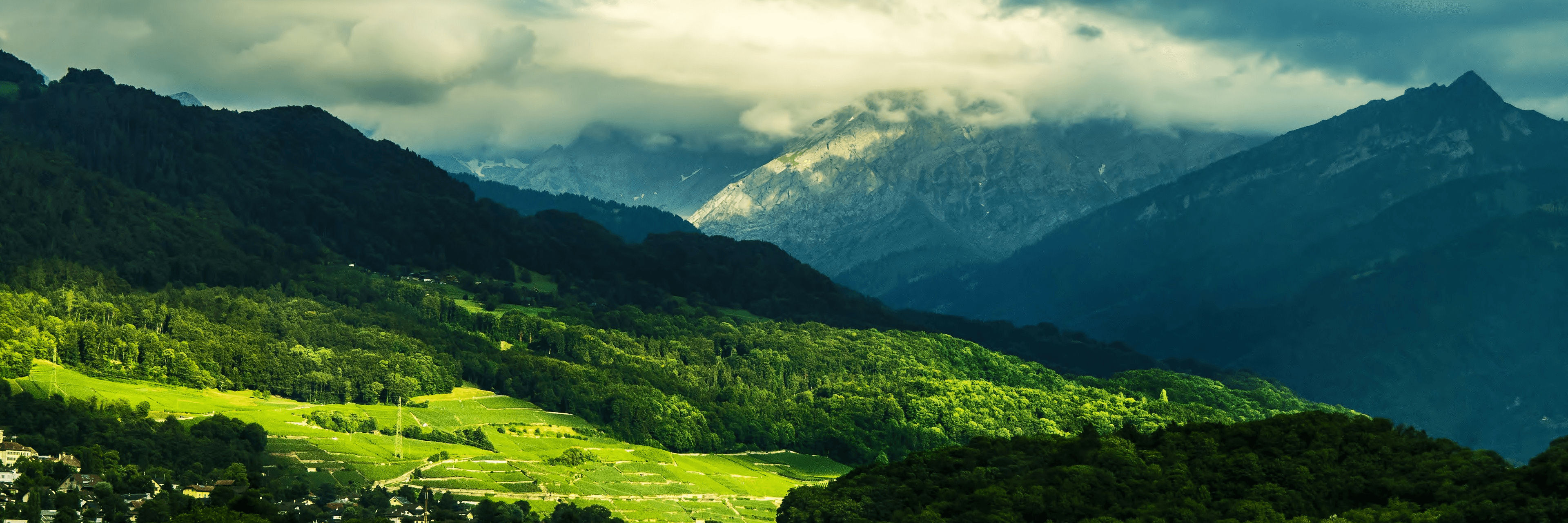 Profile Banner