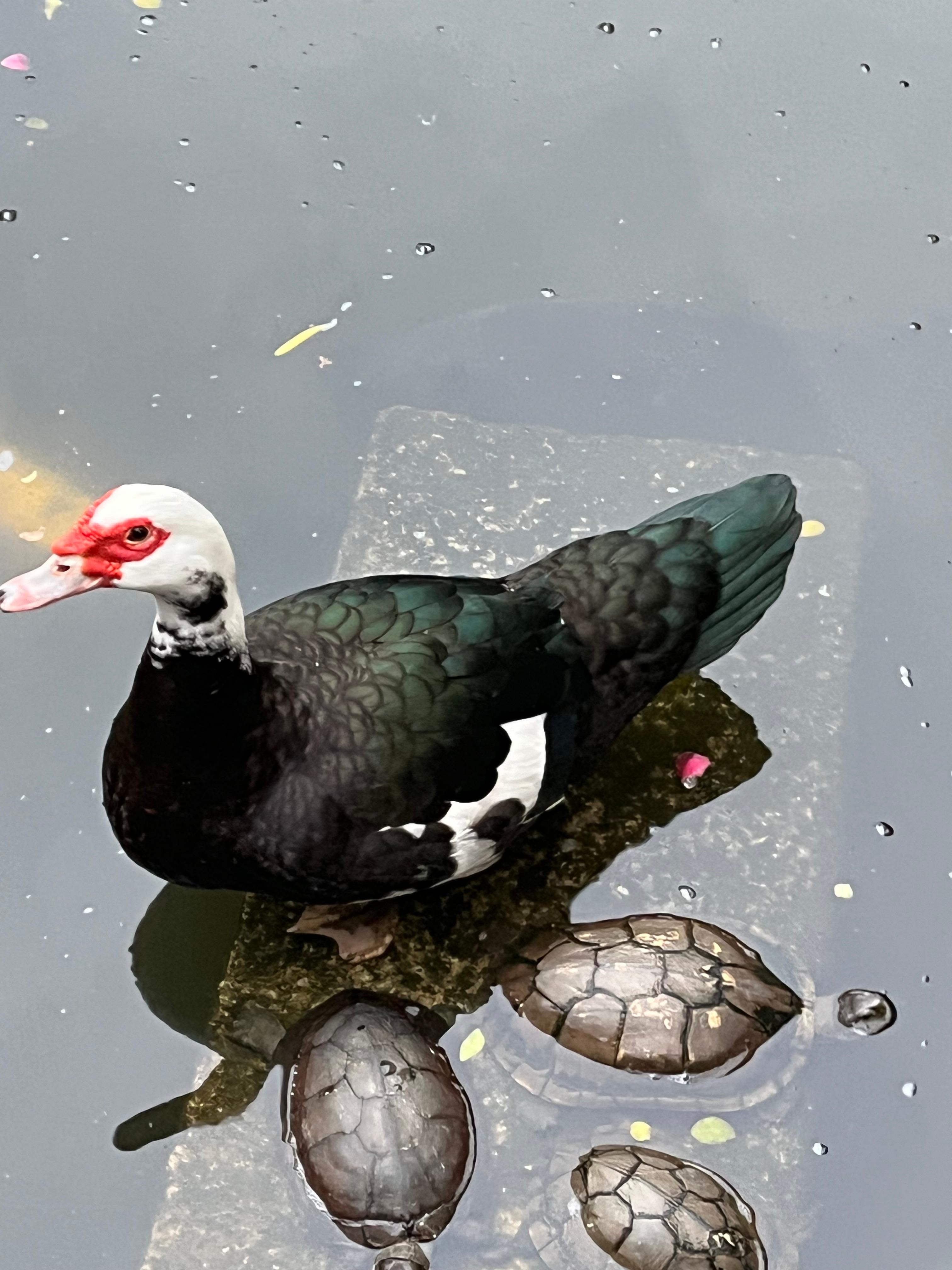 Post Image