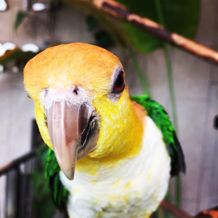 Profile