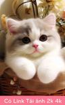 babycat