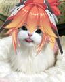 Bufoxyz