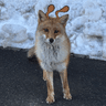 snowfox