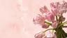 hanoli1234