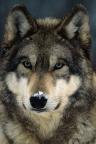 Wolfiess