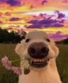 Doggi