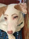 Sassie