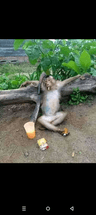 Apehunter