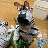 zebrakid