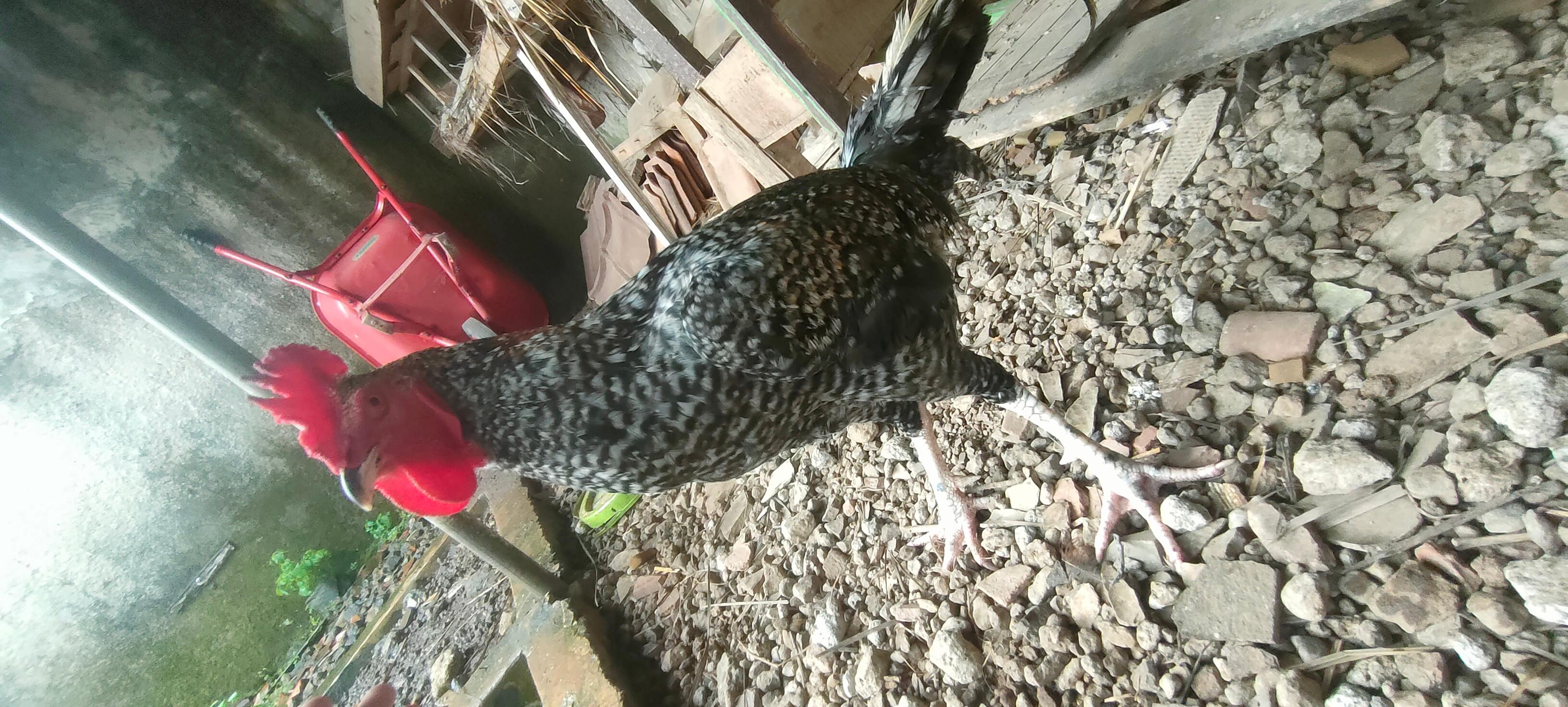 Profile