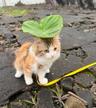 catcat