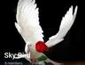 MrZayya