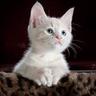 caat