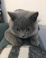 MrSheu