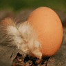 EGGmeme