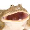 Lepifrog