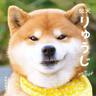 SHIBA