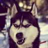 dogmusk