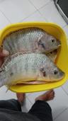 Herubarus
