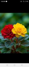 Nitish