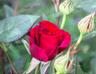 RAMZAN