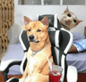 Dogs