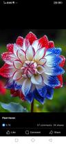 waseem