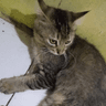 Bobycat