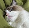 realcat
