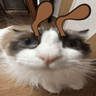 kongbancha