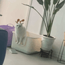 PoopCat