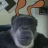 degen_ape