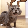bubucat