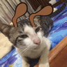 Meows