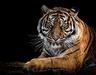 shiv
