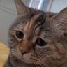 SadCat