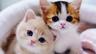 Caty
