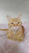 Katze