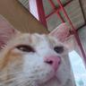 Awanch_29