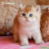 Kitty