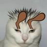 ZEROCAT