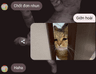 Catko