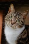 Catll
