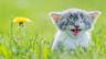 meow